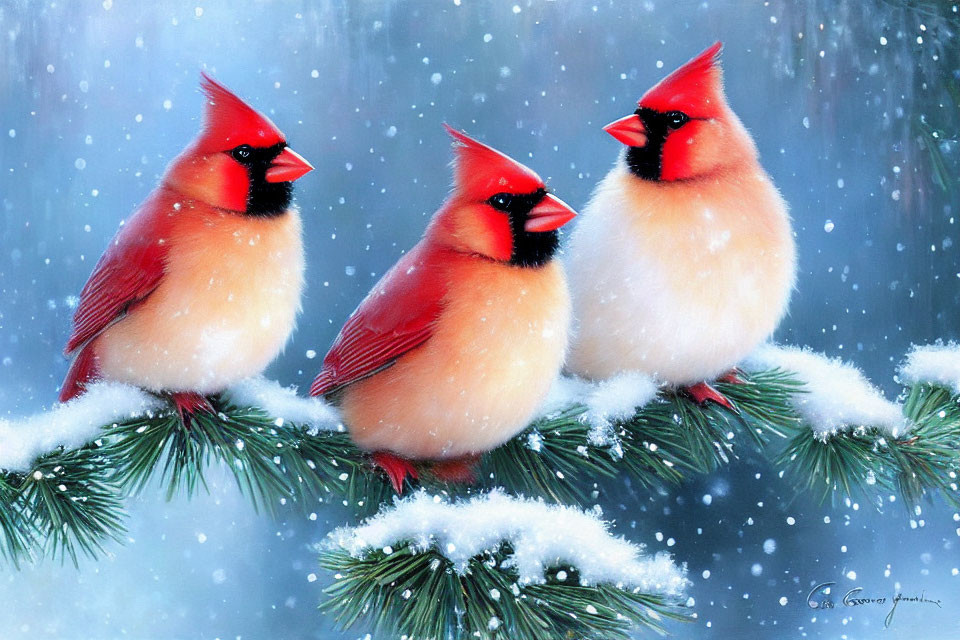 Three red cardinals on snow-dusted pine branches in wintry scene