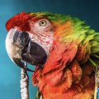 Detailed digital painting of a colorful macaw's eye and feathers on blue background