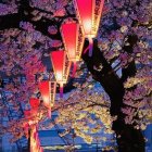 Red lanterns among cherry blossoms illuminate serene path at night