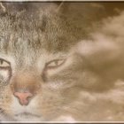 Tabby cat digital artwork with blue eyes blending into cloudy sky