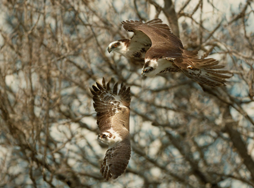 Ospreys in flight with spread wings against tree branches