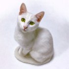 White Cat with Yellow Eyes on Snowy Background