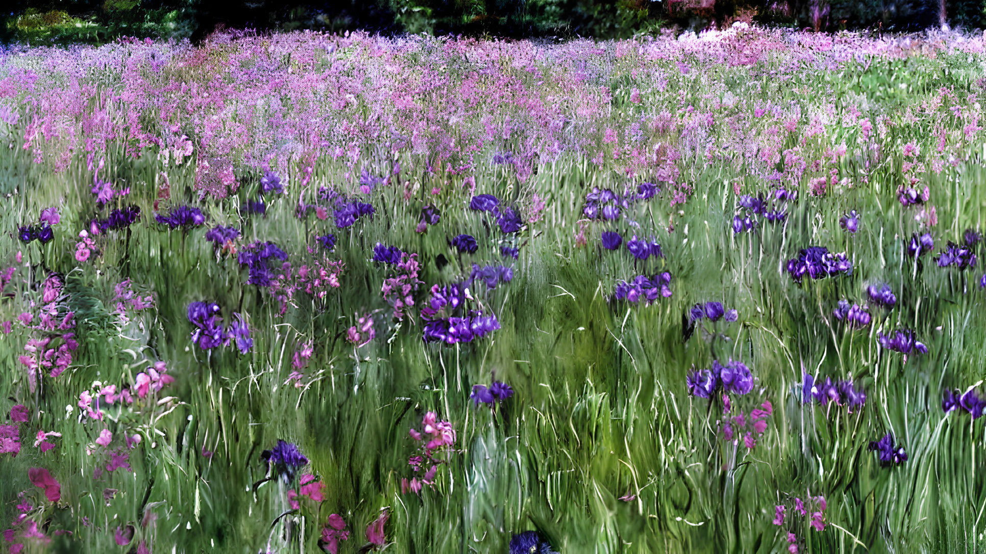 Colorful Wildflower Field in Soft Light