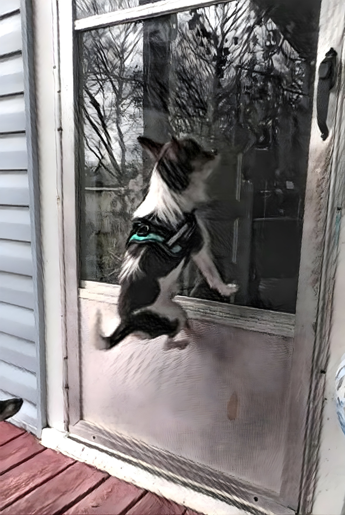 Let Me In! Hip Hop Pup