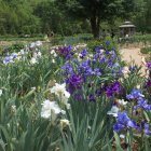 Vibrant purple and white iris flowers in lush garden painting.