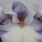 White and Purple Iris Flower with Orange Stamens Close-Up