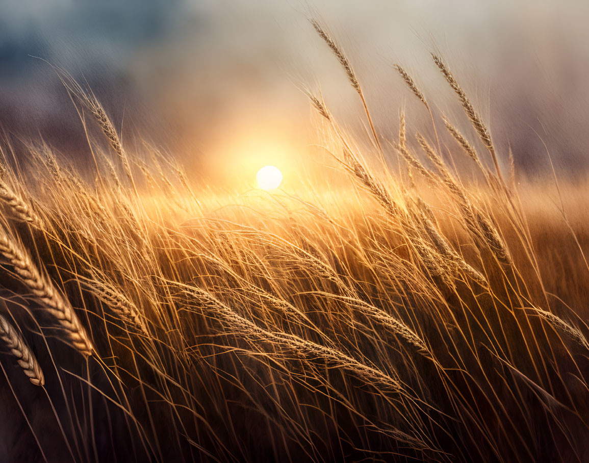 Sun Setting on Wheat