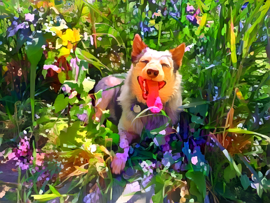 Happy doggo in the garden!