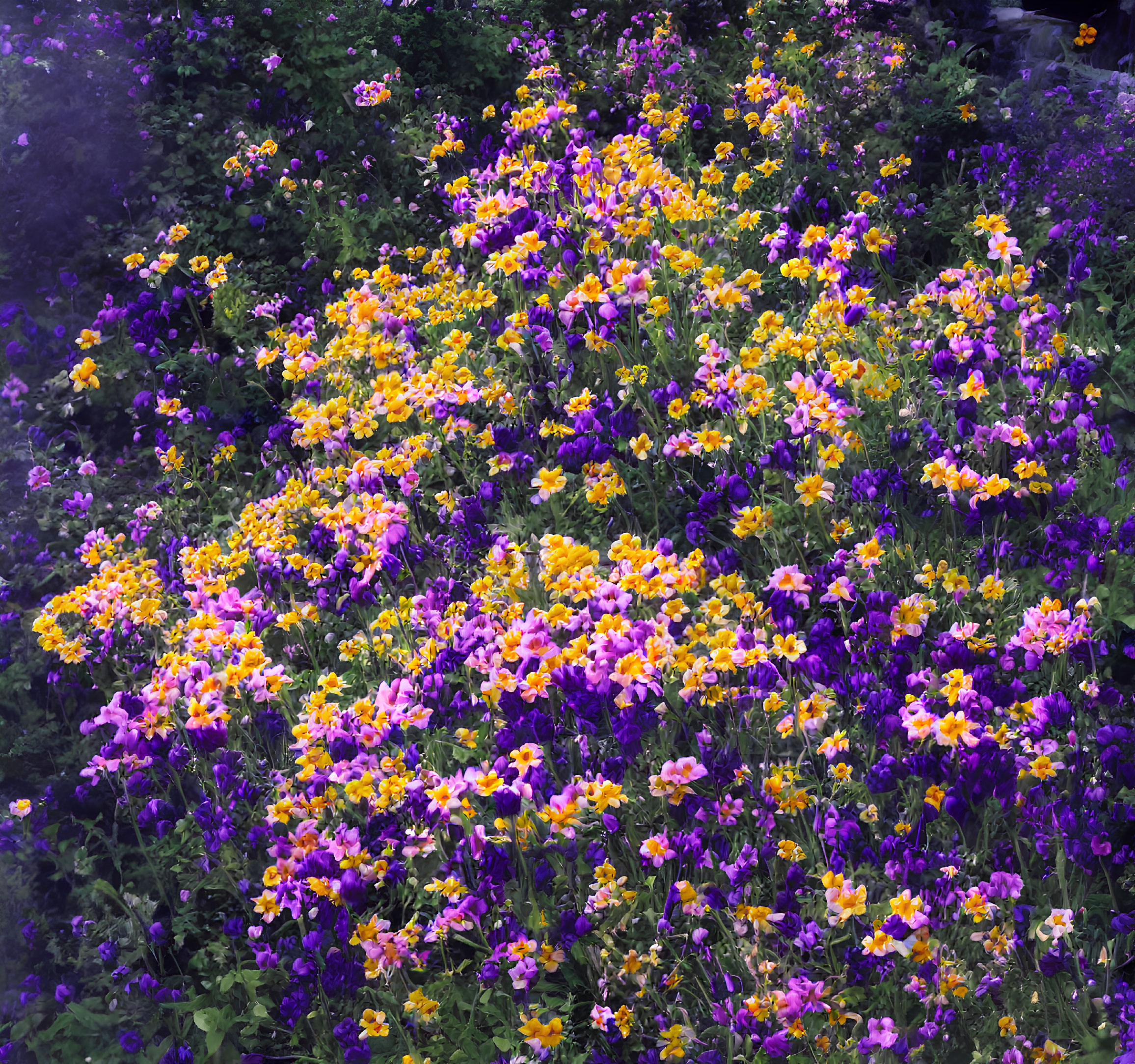 Colorful Purple and Yellow Flower Garden in Spring