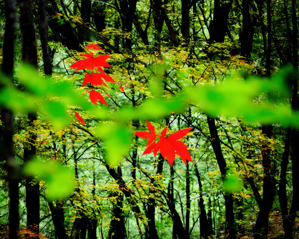 Red leaves contrast with green woodland in autumn scene