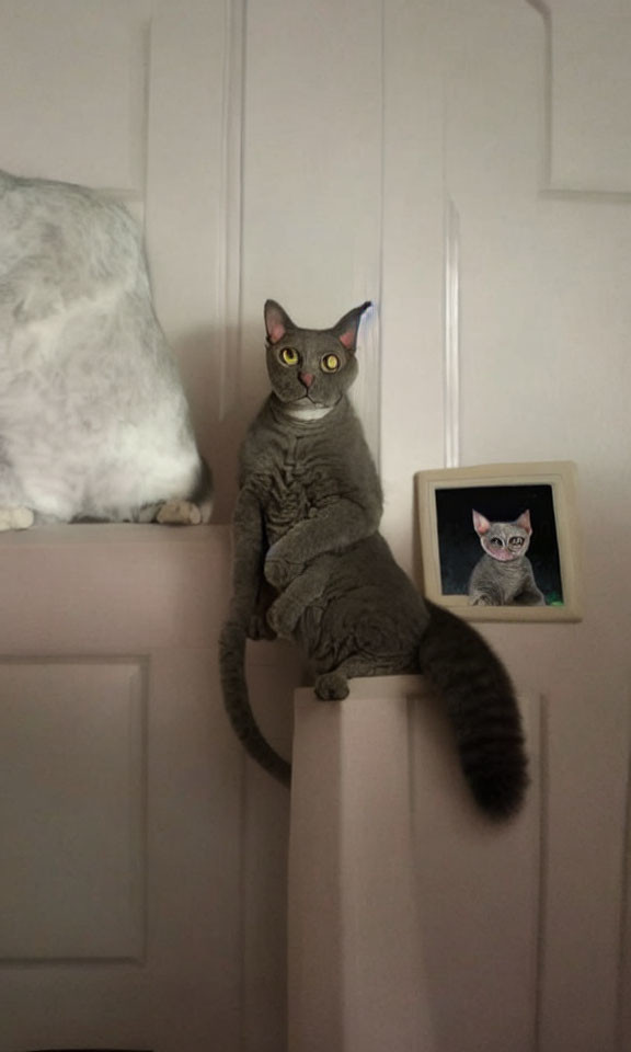 Gray Cat with Large Eyes Mirroring Posed Portrait on Door