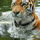 Vibrant digitally colored tiger swimming in sparkling water