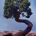 Whimsical tree with twisted trunk and vibrant canopy in surreal landscape