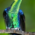 Colorful digital artwork of a fantastical bird with blue and green plumage on a branch