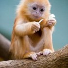 Pensive patas monkey sitting on branch with hand to mouth