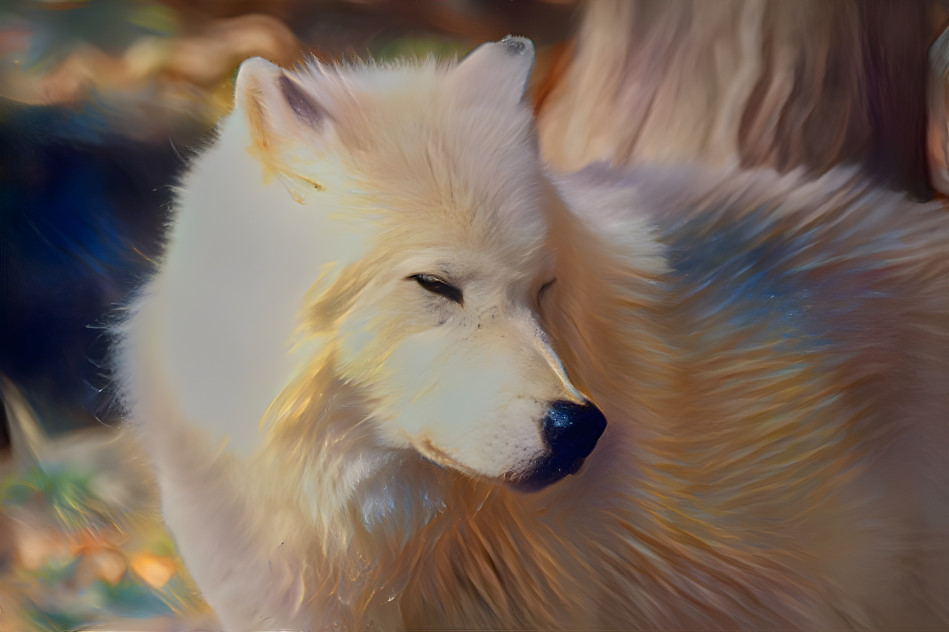 White wolf dreaming