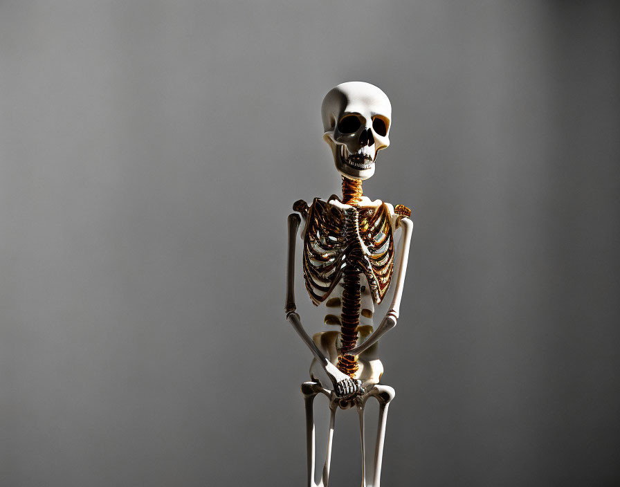 Pronounced skull model skeleton on grey background