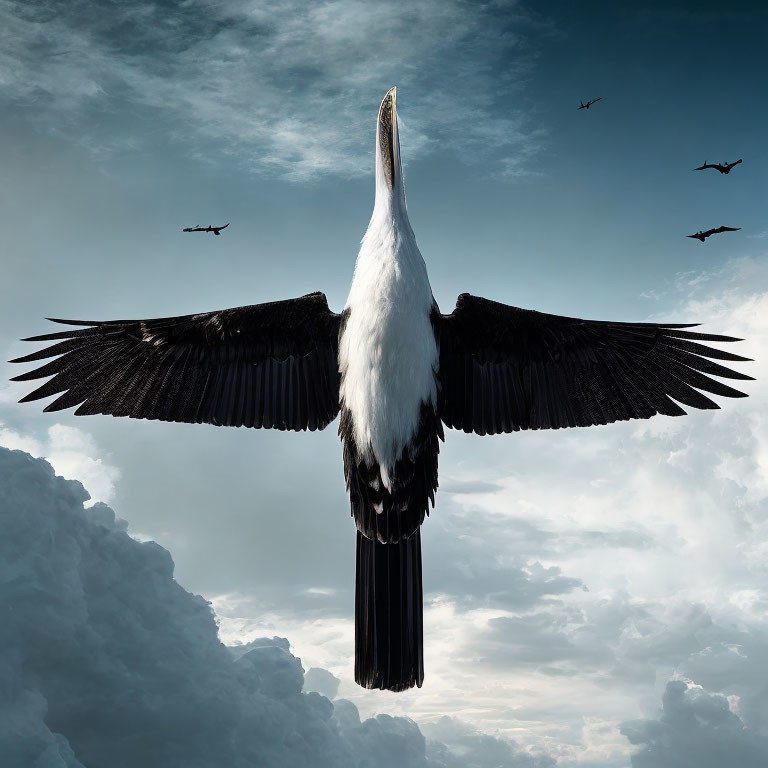 Black and white bird soaring against fluffy clouds
