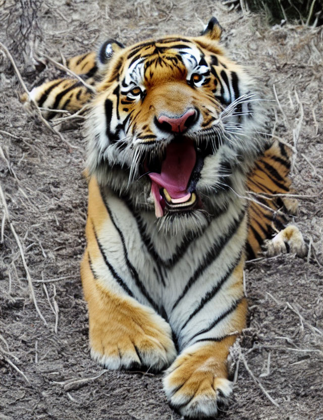 Yawning Tiger Displaying Teeth on Dry Grass