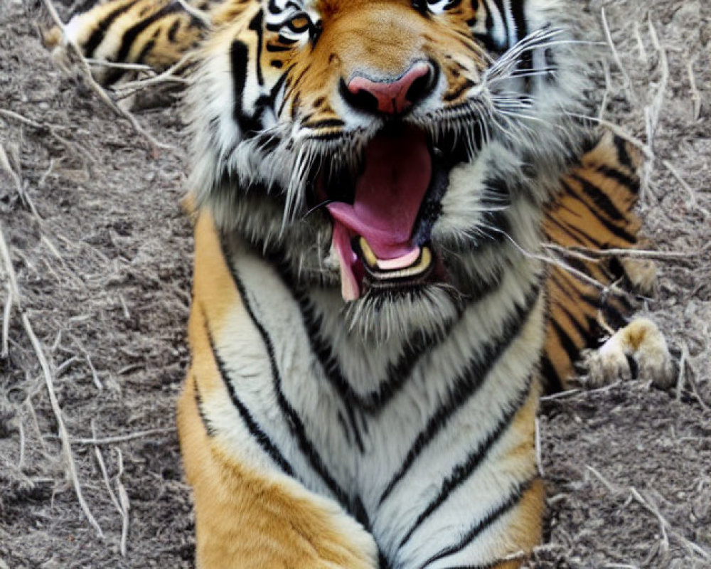 Yawning Tiger Displaying Teeth on Dry Grass