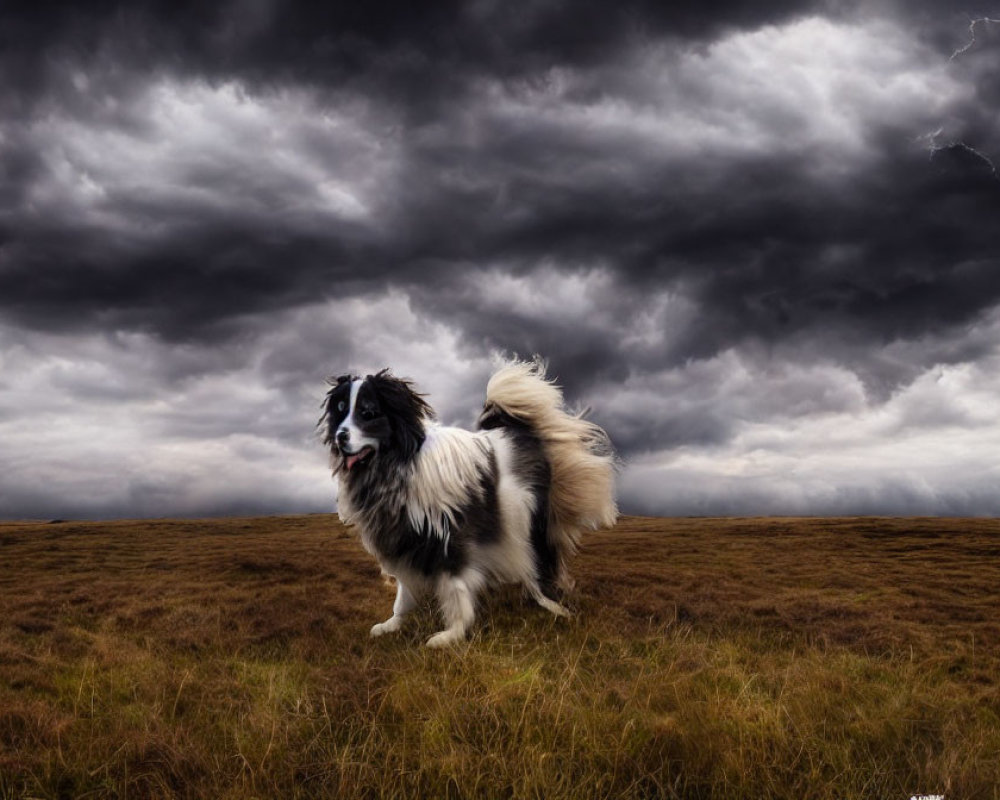 Black and white dog on moor under stormy sky with lightning strike