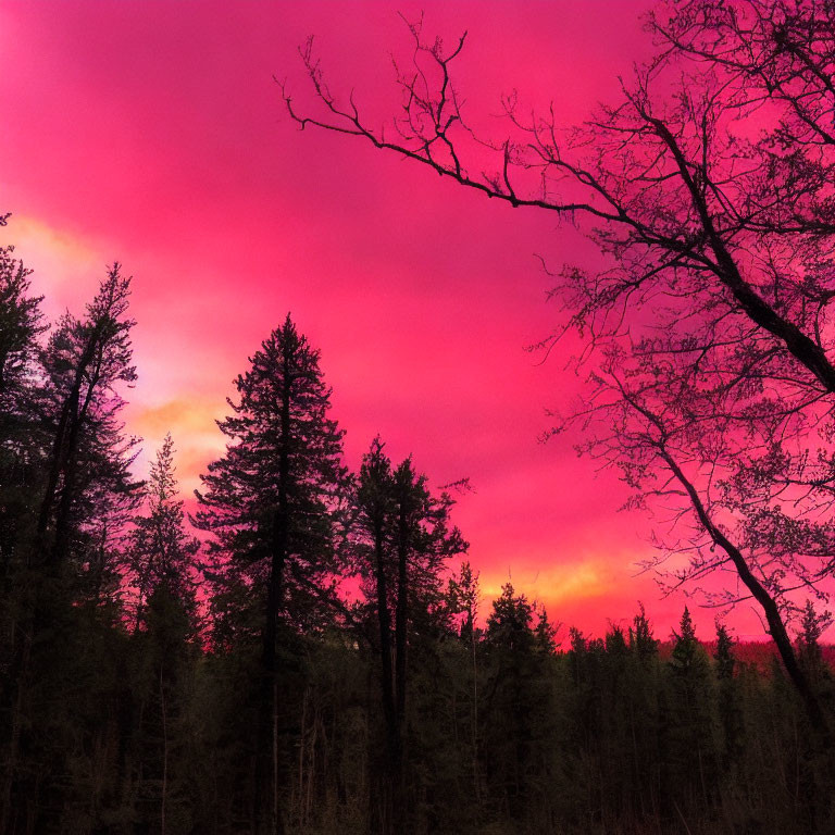 Vibrant Pink and Red Sunset Sky Silhouettes Trees in Forest