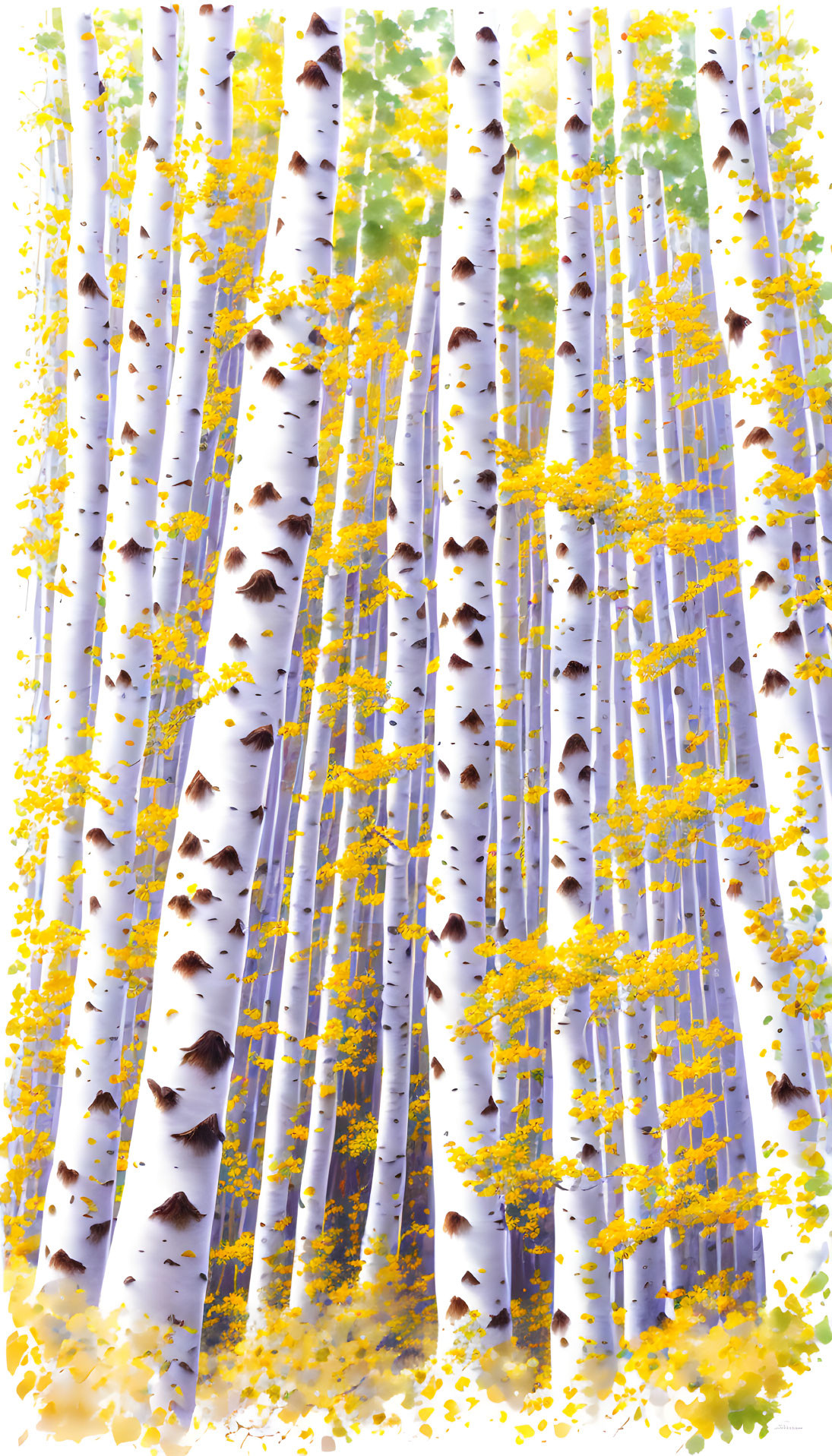 Autumn in the Birch Trees