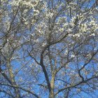 Tall slender tree with pink and white blossoms under blue sky
