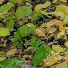 Camouflaged snake blending in forest foliage and fallen leaves.