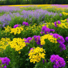 Colorful Flower Field with Yellow and Purple Blooms Against Lush Greenery