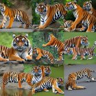 Nine Photos: Bengal Tiger in Various Poses and Settings
