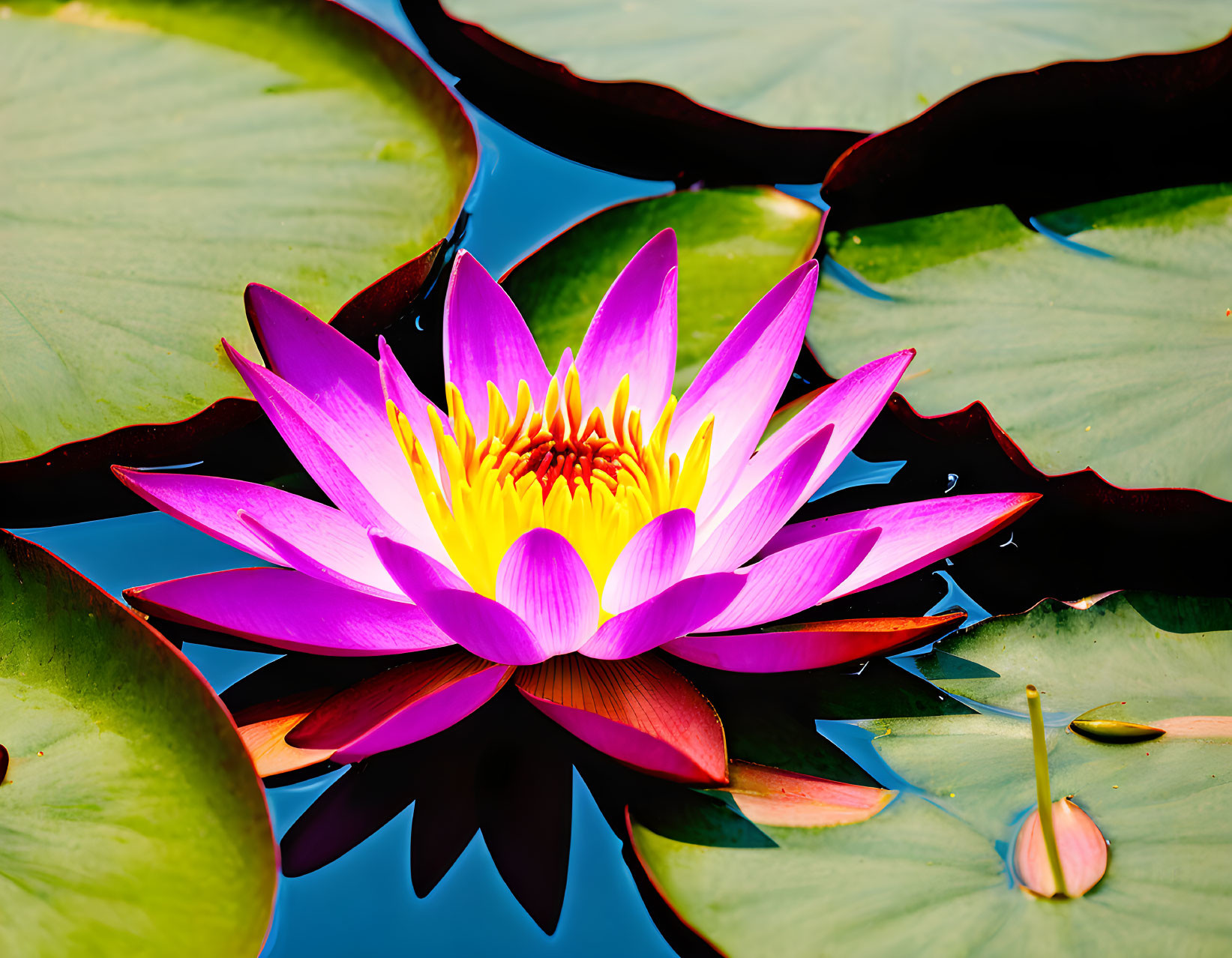 Waterlily on Pond