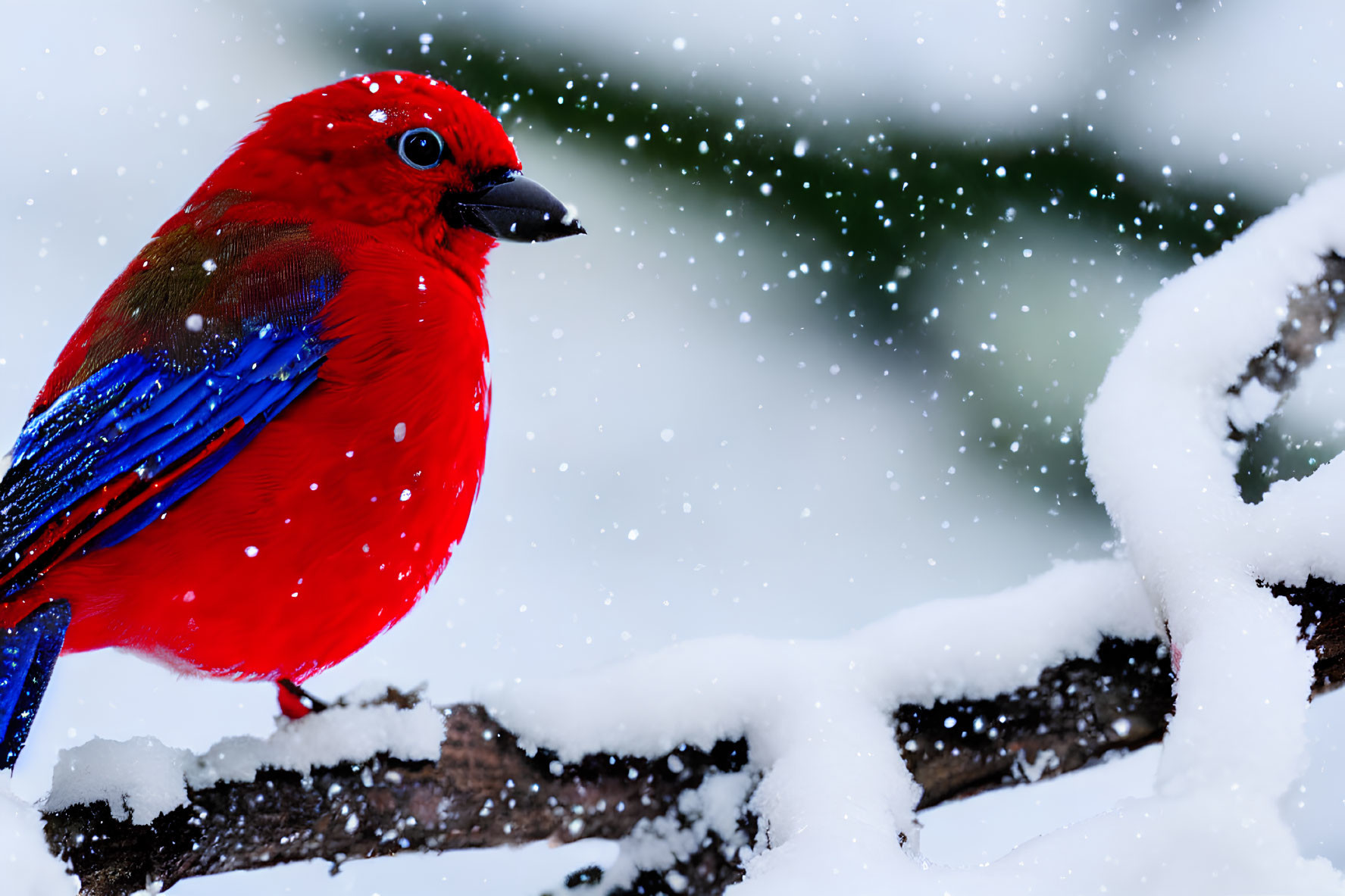 Colorful bird on snow-covered branch with falling snowflakes