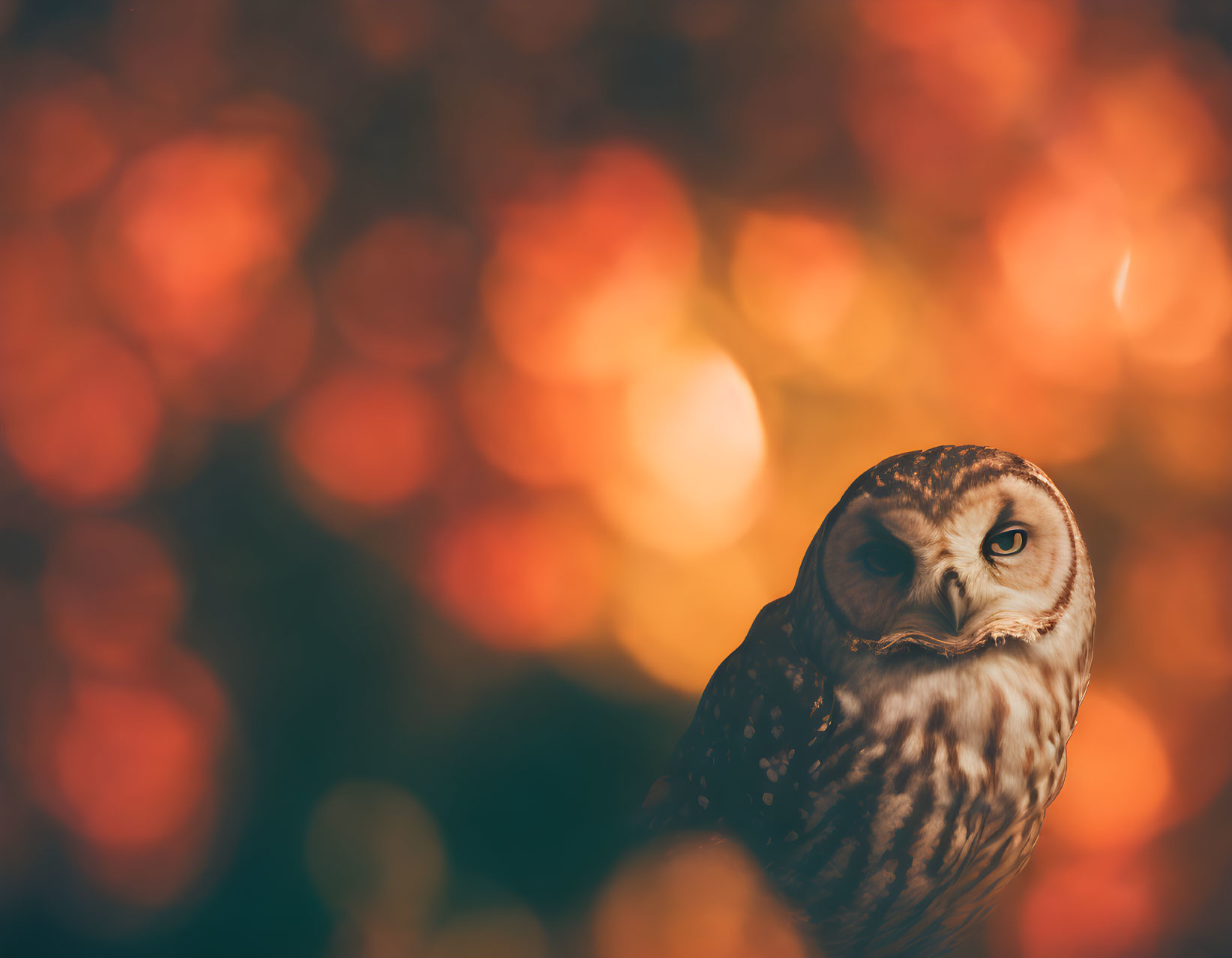 Owl Autumn Bokeh