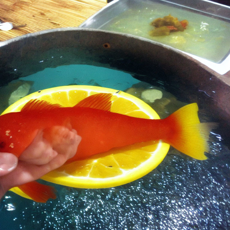 Bright Orange Fish Held Over Container of Water with Lemon Slices and Other Fish