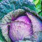 Vibrant purple cabbage with intricate white veins and green leaves showcasing natural patterns and textures