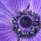 Detailed Close-Up of Vibrant Purple Flower with Kaleidoscopic Patterns