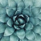 Fractal flower digital art with blue and teal hues