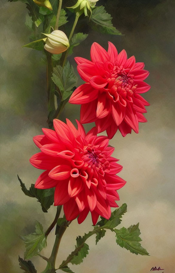 Vibrant red dahlias in full bloom against soft-focus background