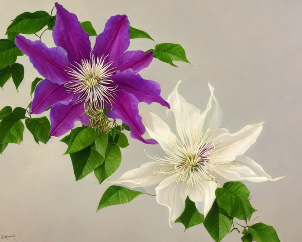 Purple and White Clematis Flowers Painting on Light Background