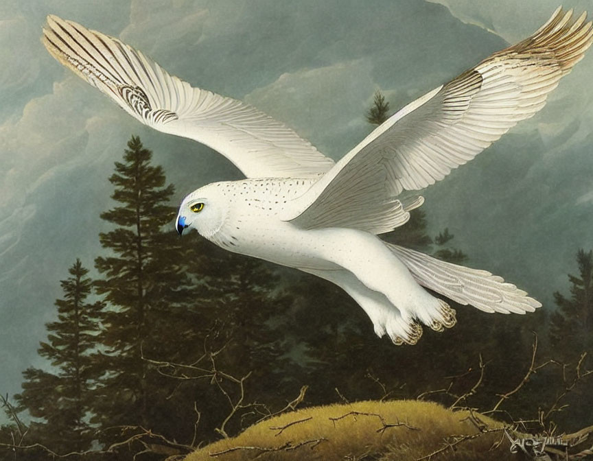 Snowy Owl Soaring Over Forested Landscape