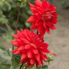 Vibrant red dahlias in full bloom against soft-focus background