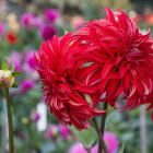Colorful Red Dahlias Among Multicolored Flowers and Greenery