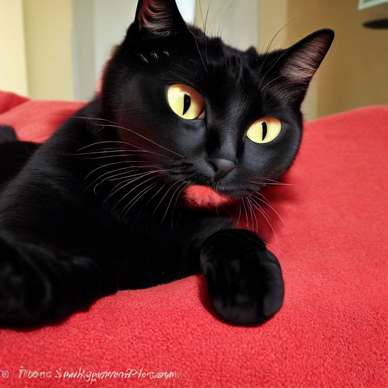 Black Cat with Yellow Eyes on Red Blanket Staring at Camera