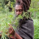 Person with dreadlocks holding cannabis plant, surrounded by cannabis leaves