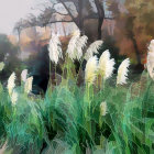 Tranquil watercolor painting of tall pampas grass and foliage in muted tones