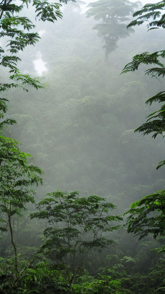 Lush green foliage in misty tropical rainforest