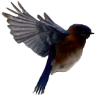 Colorful Bird Flying with Outstretched Wings on Dark Background