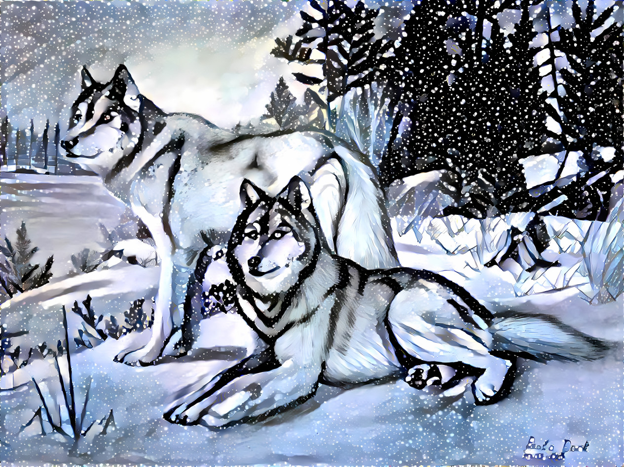 A pair of wolves in the winter. 