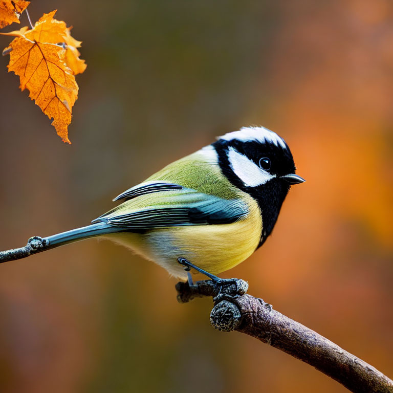 Colorful Great Tit Bird Perched on Twig with Orange Leaf in Autumn Scene